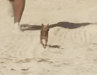 Chihuahua gta 6