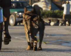 German Shepherd gta 6
