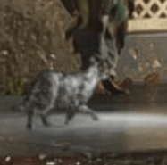 Cat gta 6