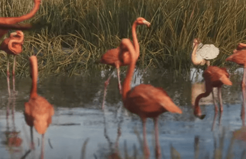Flamingo gta 6